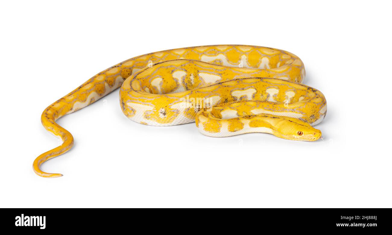 Weibliche juvenile retikulierte Python aka Malayopython reticulatus Schlange, in voller Länge isoliert auf weißem Hintergrund. Zunge raus. Stockfoto