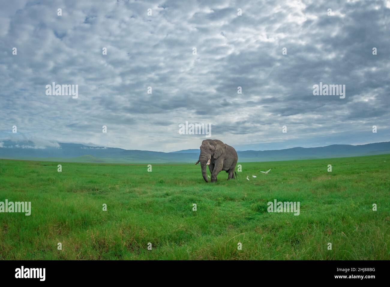 Ein afrikanischer Elefantenbulle aus Savanne wandert durch kurzes grünes Gras des Ngorongoro-Krater in Tansania Stockfoto