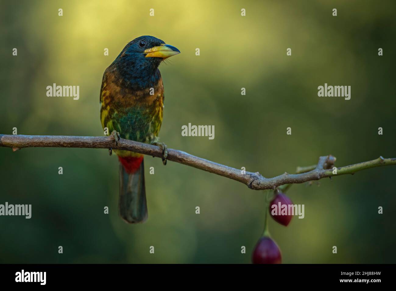 Porträt eines großen Barbets auf einem sauberen Barsch an einem künstlichen Fell in Sattal, Uttarakhand Stockfoto