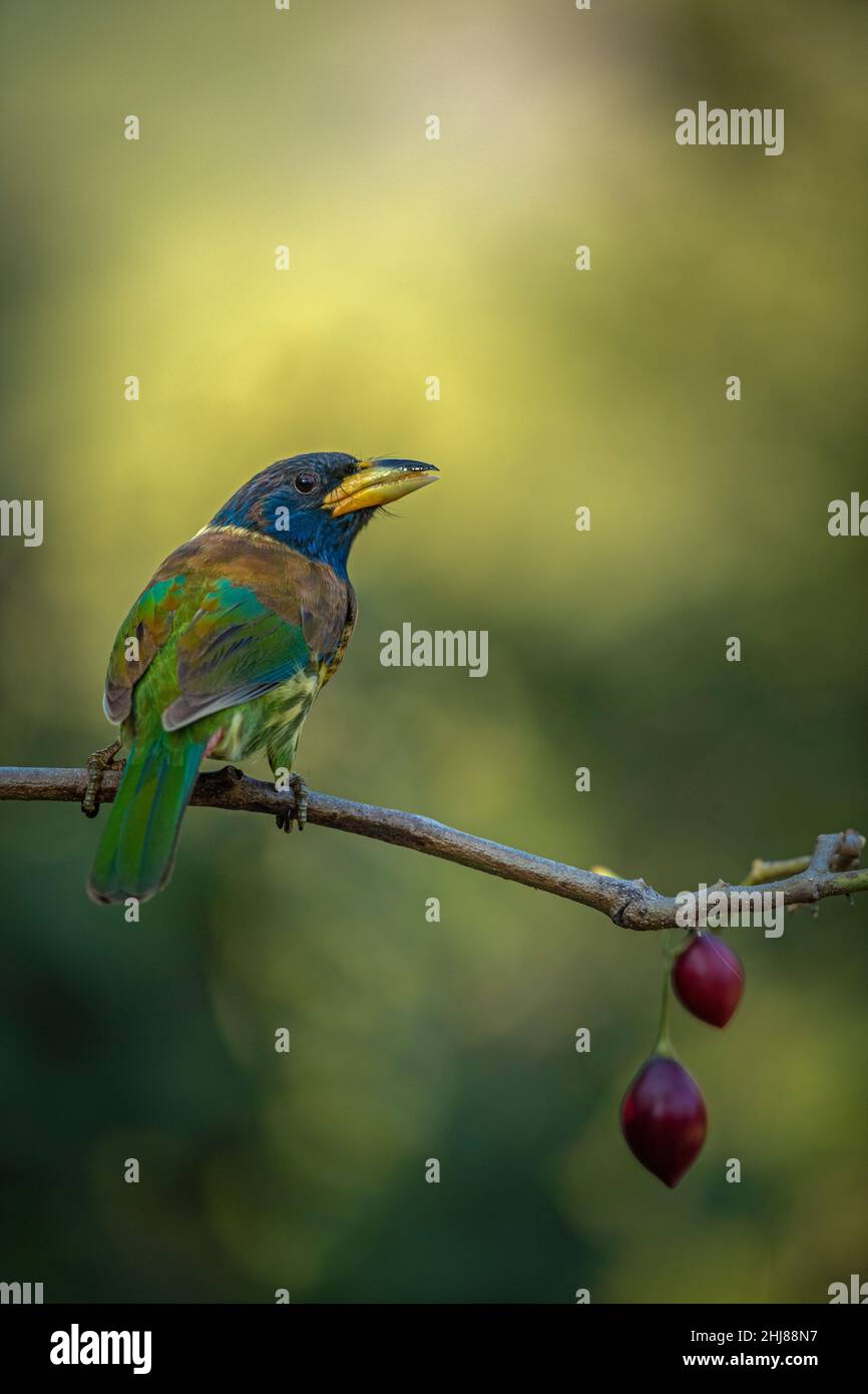 Porträt eines großen Barbets auf einem sauberen Barsch an einem künstlichen Fell in Sattal, Uttarakhand Stockfoto