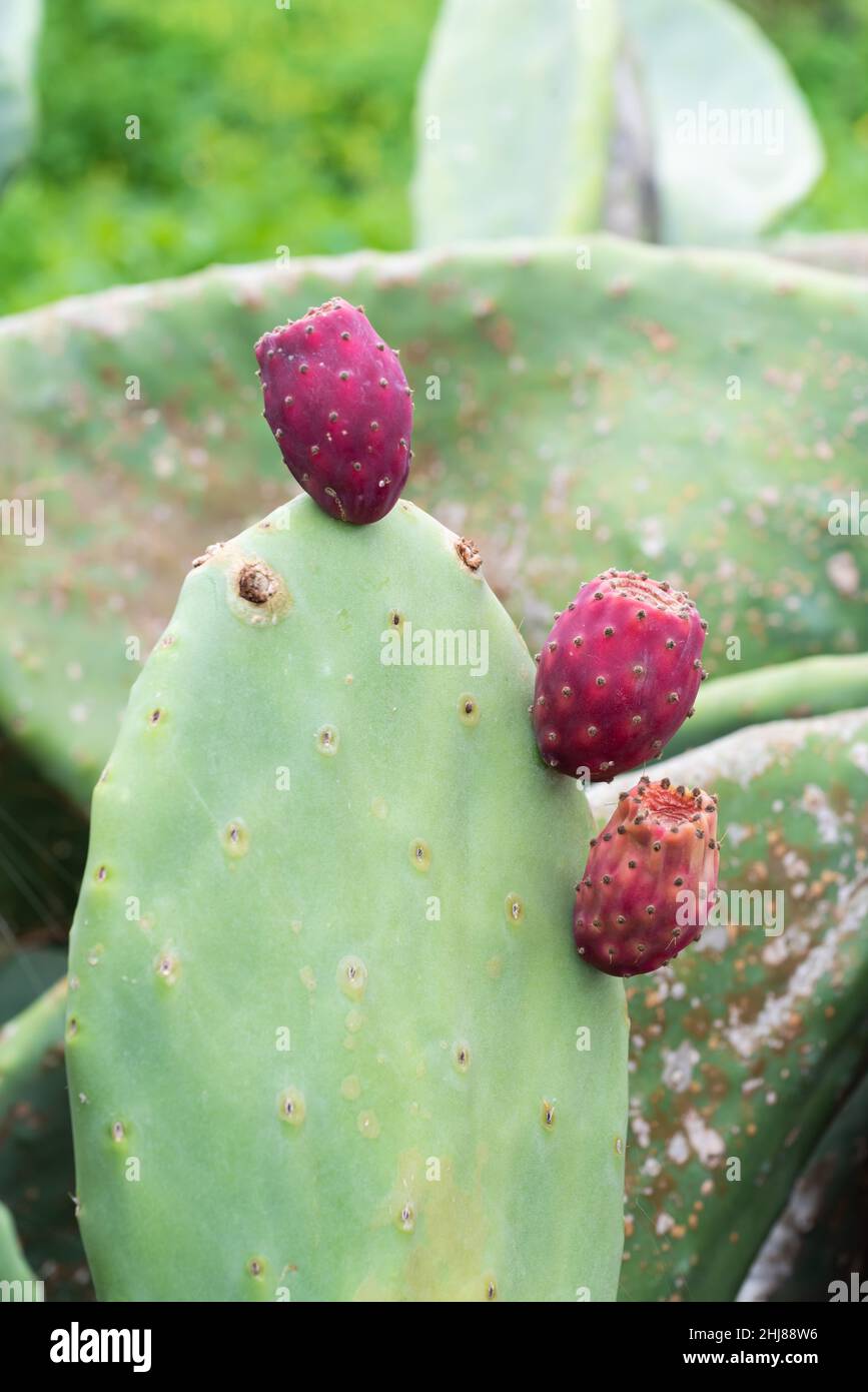 Nahaufnahme eines Kaktus Indische Feige opuntia, auch bekannt als  Kaktusbirne, verzehrt als ses Obst und Gemse Stockfotografie - Alamy