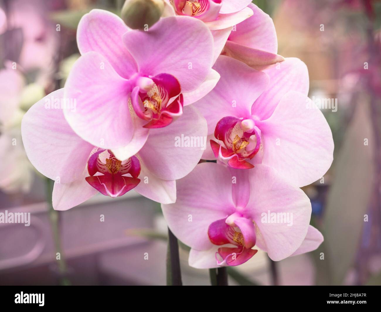 Nahaufnahme von hübschen rosa Motten Orchideenblüten Stockfoto