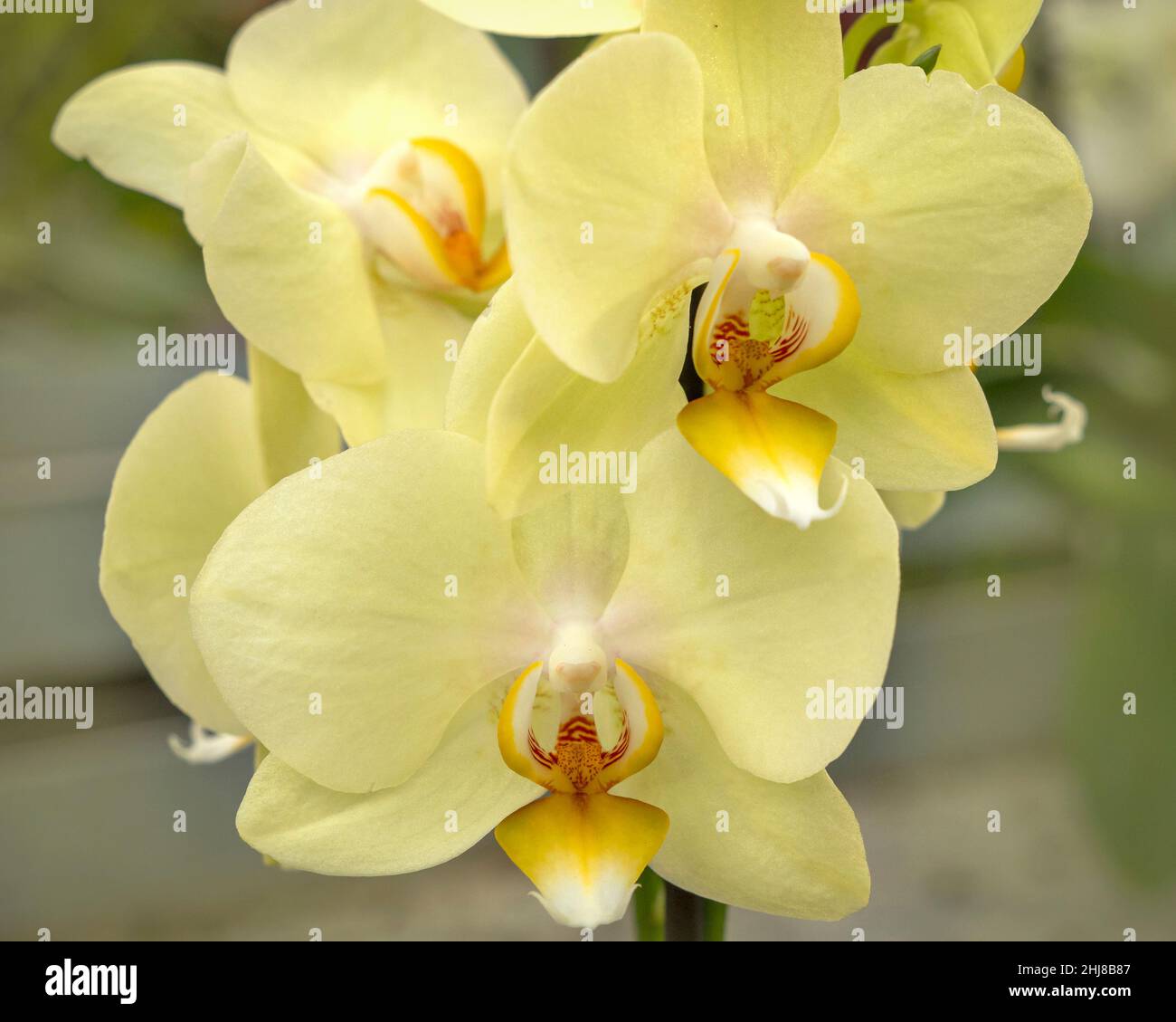 Nahaufnahme von hübschen gelben Motten Orchideenblüten Stockfoto