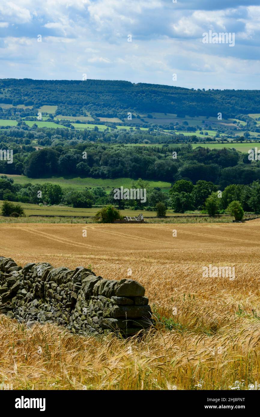 Landschaftlich reizvoller Bauernhof mit reifender goldgelber Gerste (Ackerland), der auf dem Land am Talhang wächst - North Yorkshire, England, Großbritannien. Stockfoto