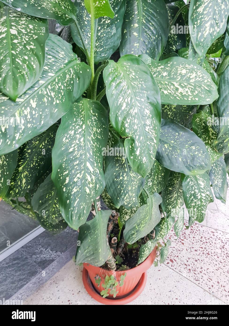 Vertikales Foto einer Dieffenbachia-Zimmerpflanze, ein Blumentopf steht auf  dem Boden in einem Wintergarten, das Konzept der Pflege von Zimmerpflanzen  Stockfotografie - Alamy