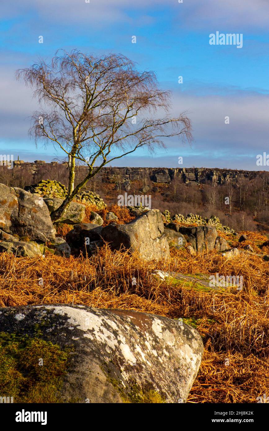 Blick auf den Winter mit Felsen und Bäumen in Gardom's Edge in der Nähe Baslow im Peak District National Park Derbyshire England Stockfoto