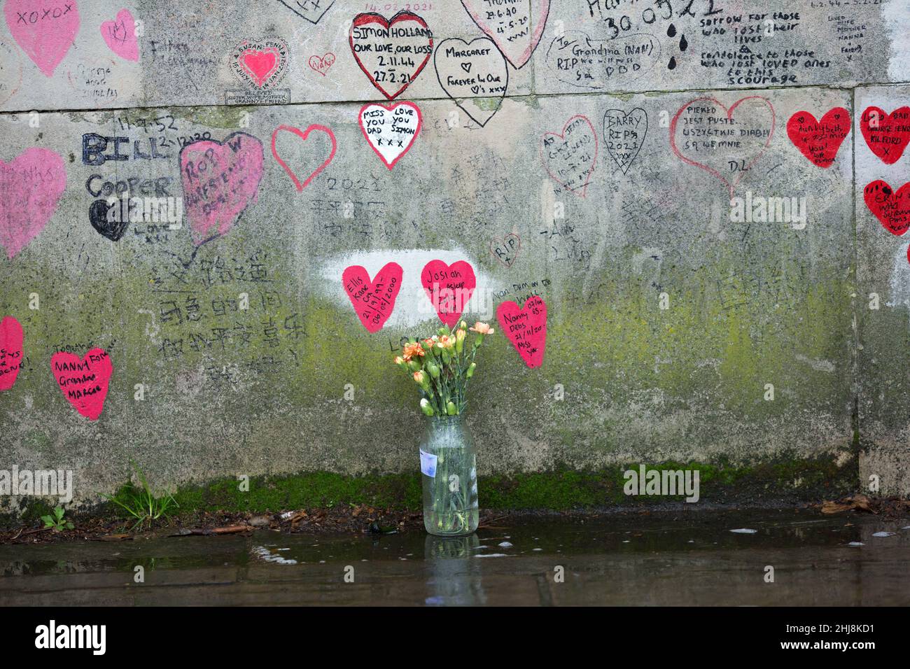 Rote Herzen, die diejenigen repräsentieren, die an Covid-19 gestorben sind, sind an der National Covid Memorial Wall entlang der Themse im Zentrum Londons zu sehen. Stockfoto