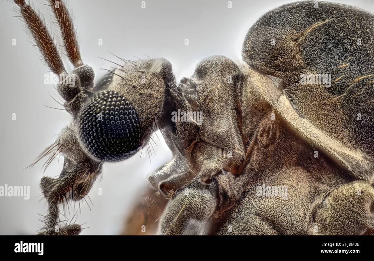 A Mücke, Olympus M Plan N 20X/0,40/ /0/FN22 Objektiv, Sony Alpha 6400 Kamera, ISO 100 Stockfoto