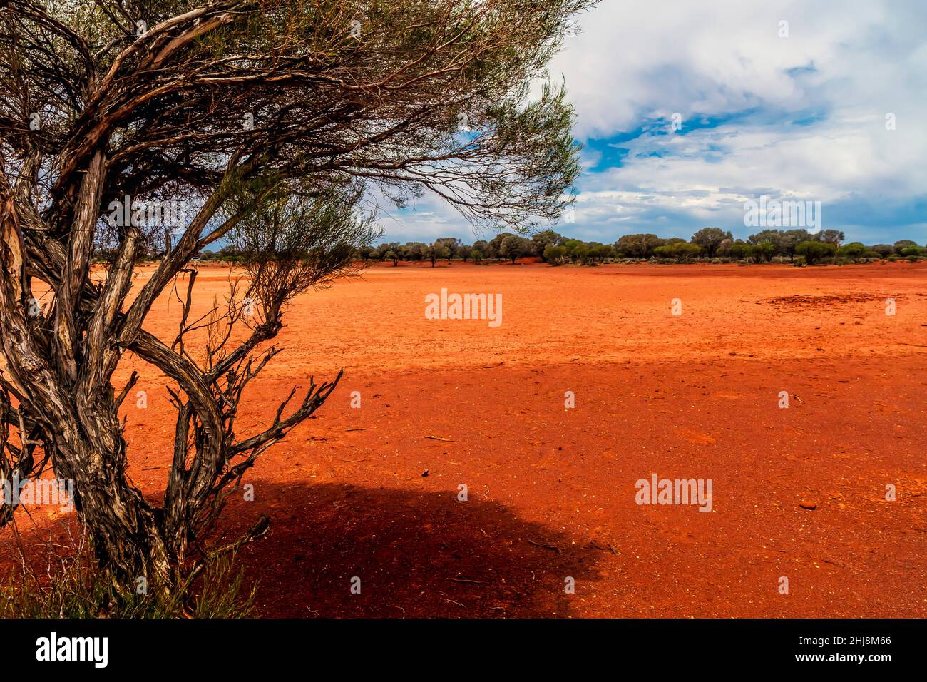 Wüstenlandschaft, Gibson Desert, Western Australia. Stockfoto