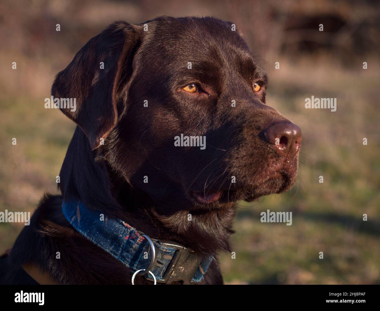 Seitenansicht des zwei Jahre alten labrador Retriever aus Schokolade. Stockfoto