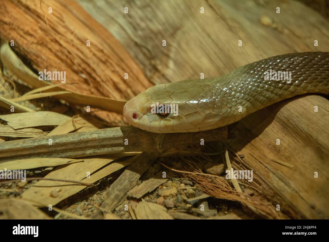 Nahaufnahme der großen, sich schnell bewegenden, hoch giftigen Küstenschlange Taipan in Australien Stockfoto