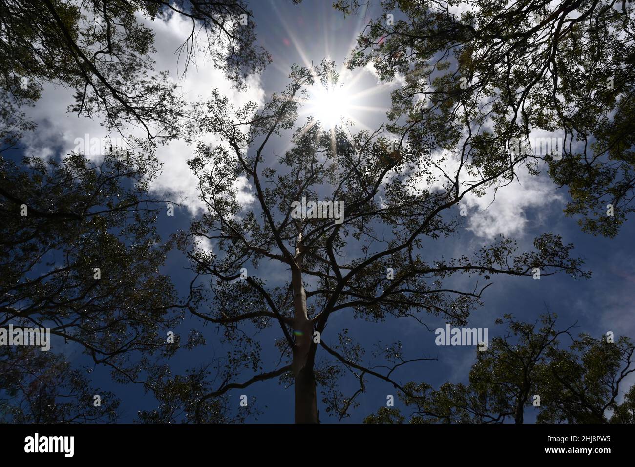 Sonnenlicht durch Baumkronen Stockfoto