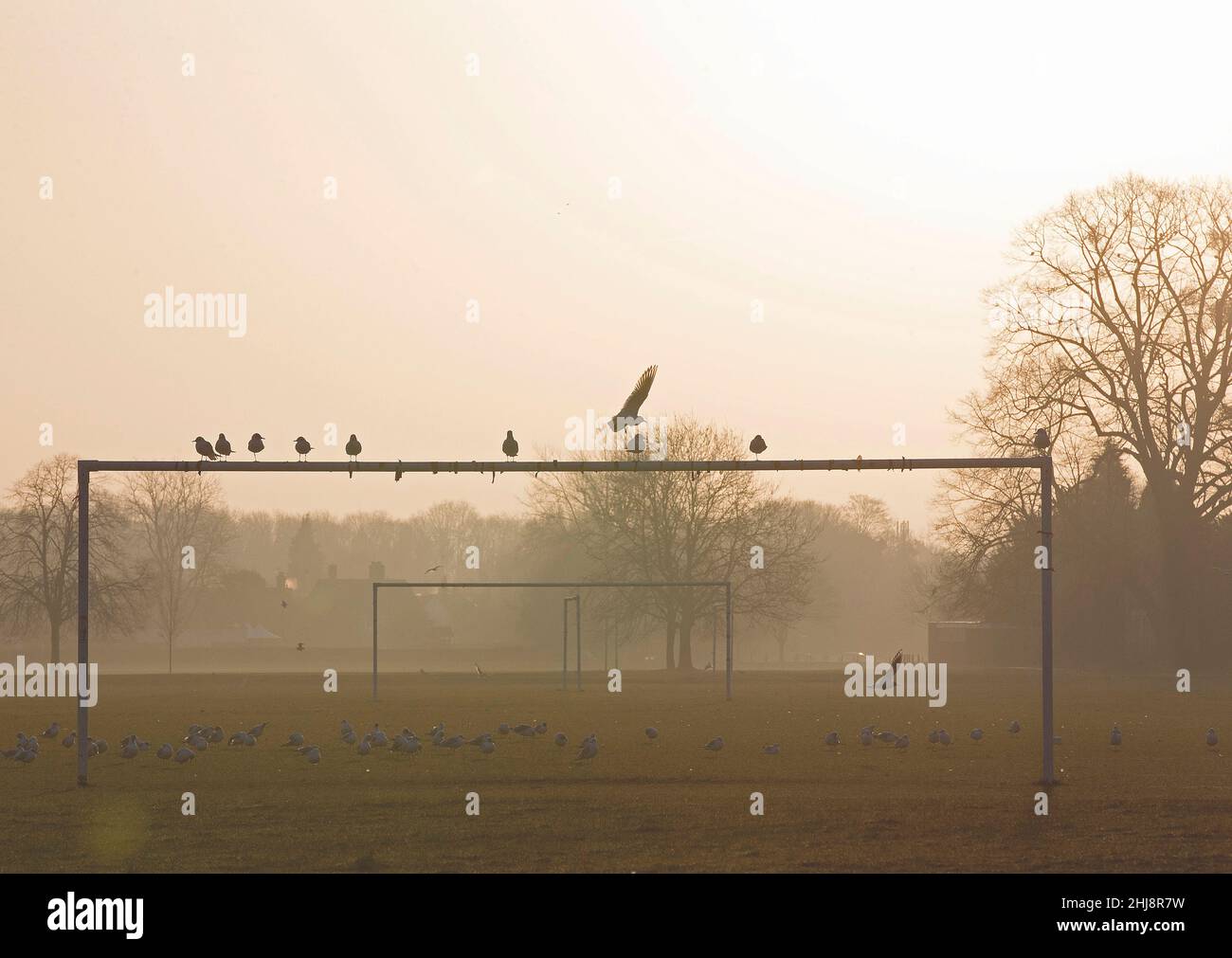 Möwen sitzen oben auf Torpfosten Stockfoto