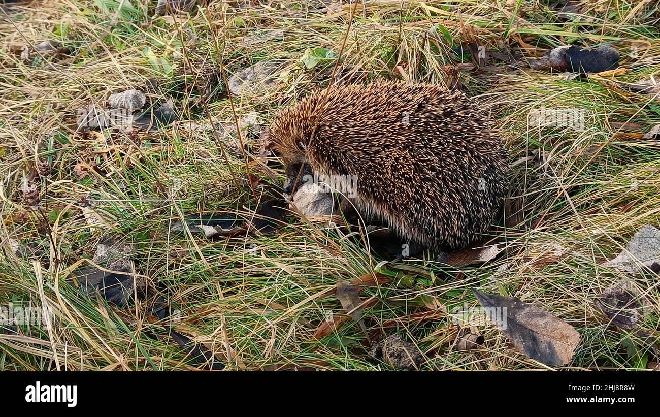 On the search after the nection! Stockfoto