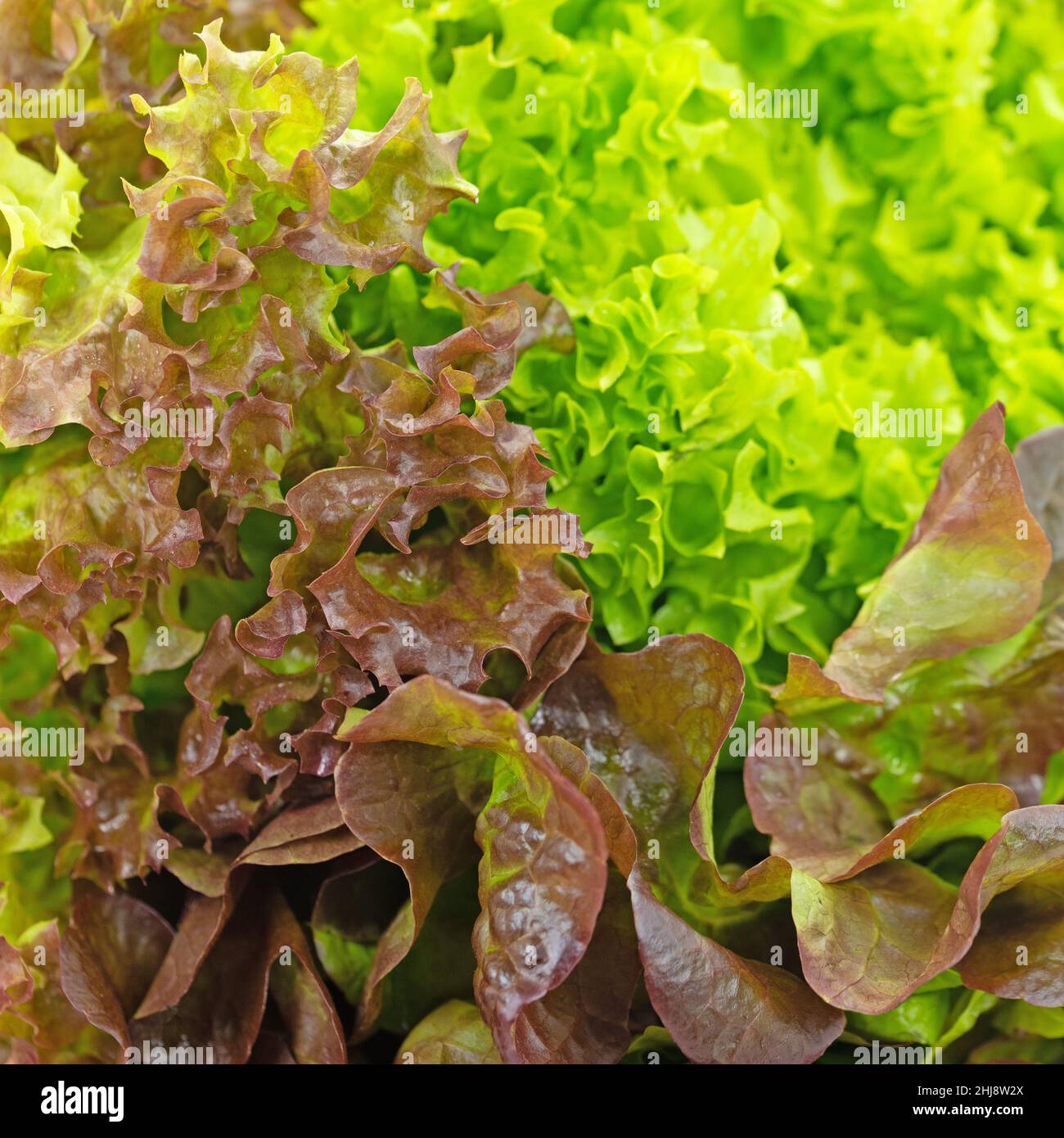 Salat, Lactuca sativa, Nahaufnahme Stockfoto