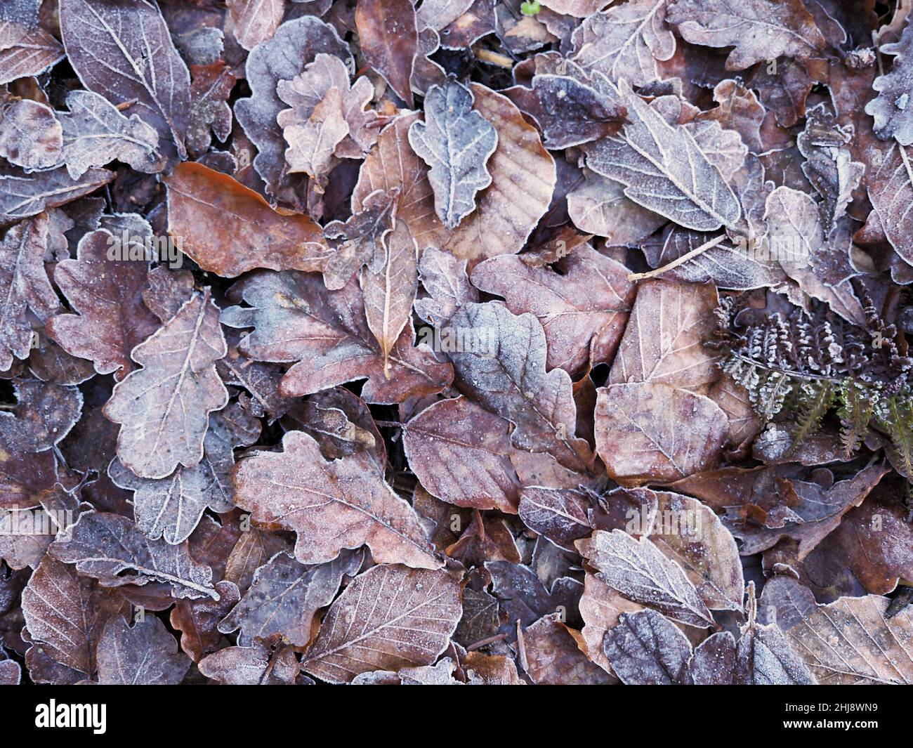 Frostige Blätter fallen auf einem Waldboden Stockfoto