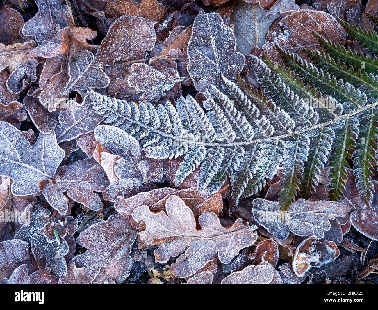 Frostige Eiche und Farnblätter auf einem Waldboden Stockfoto