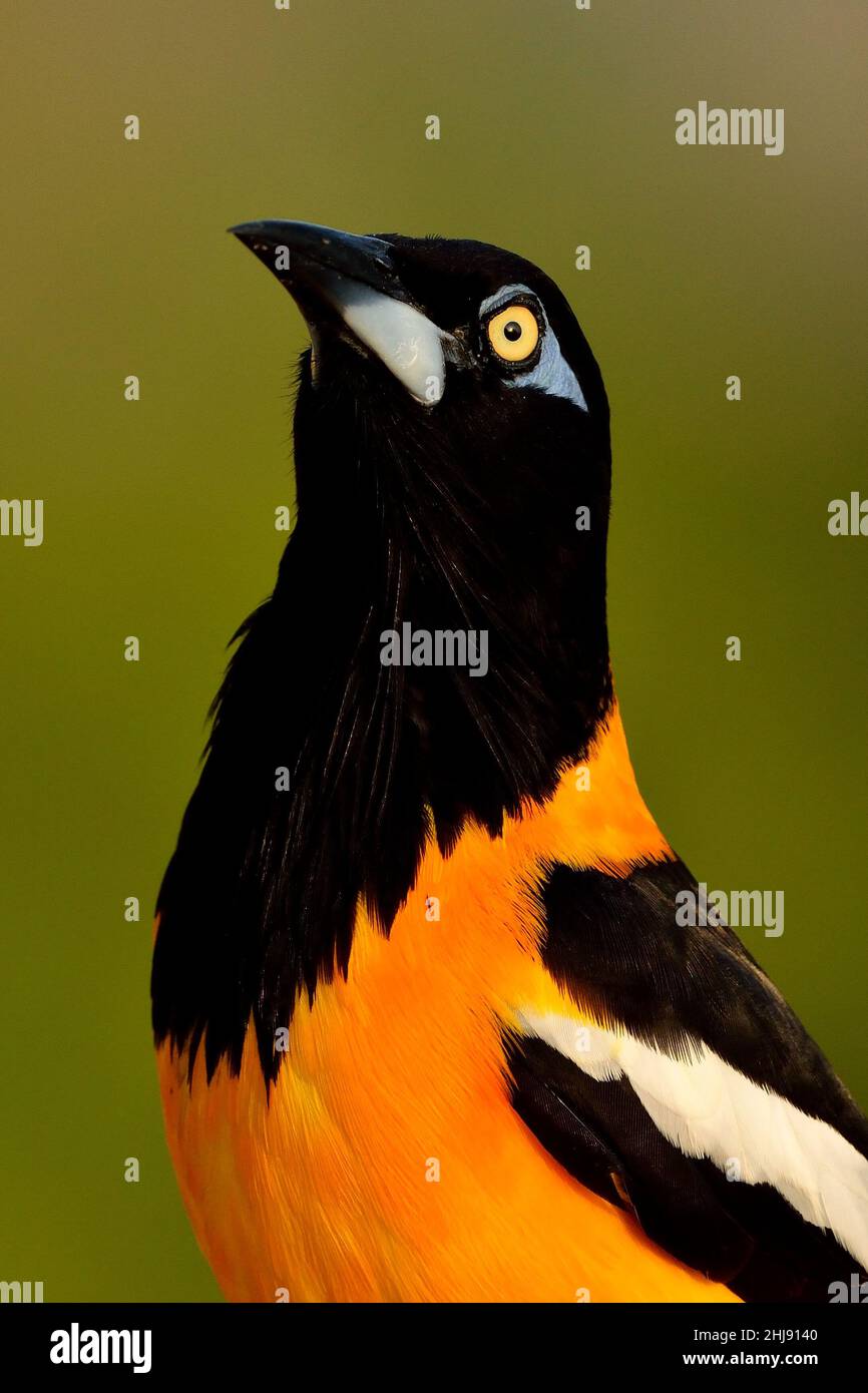 Orange-Trupial, Weißflügeltrupial, venezolanische Truppe, Icterus icterus ridgwayi, Curacao Stockfoto