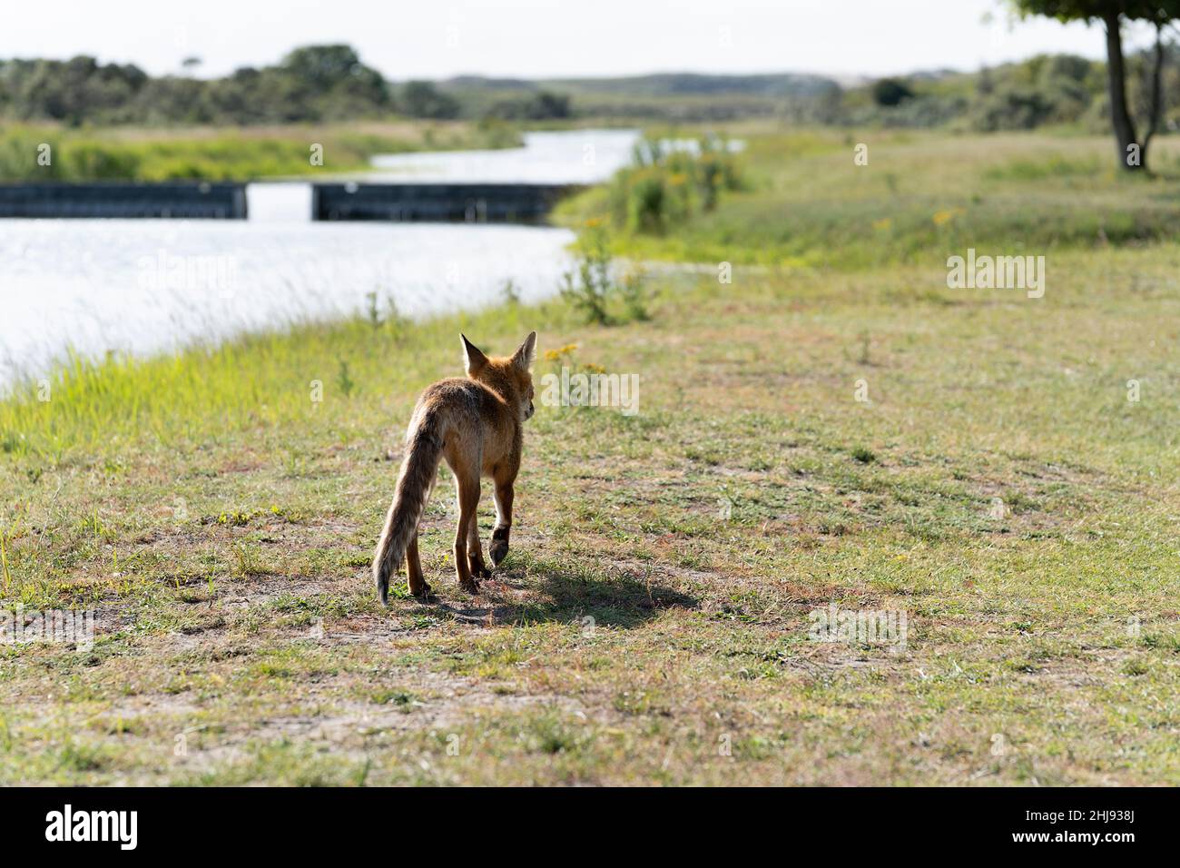 Der junge Rotfuchs, der größte der wahren Füchse, geht in einem Dünengebiet in der Nähe von Amsterdam Stockfoto