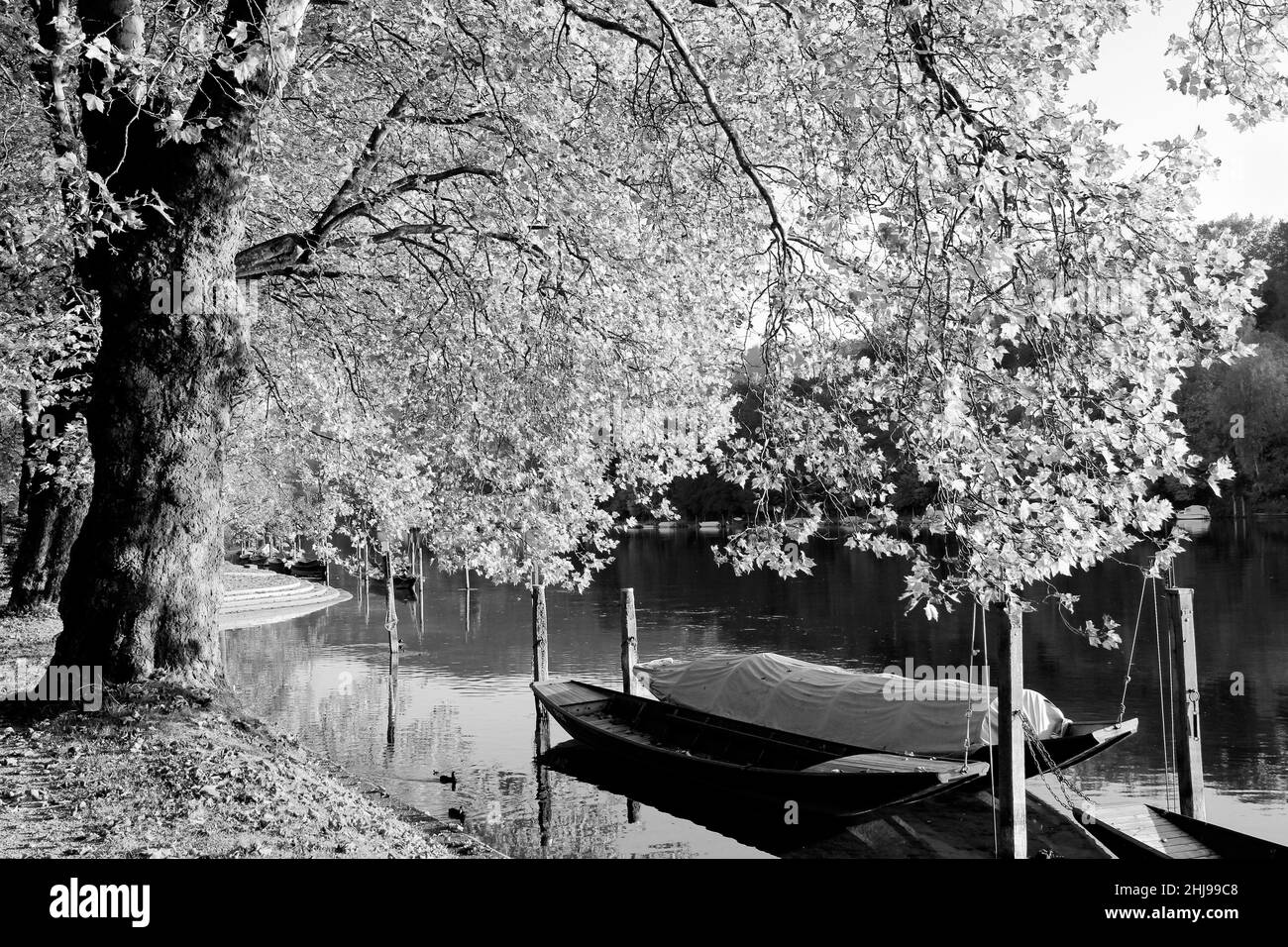 Riesenbaum mit gelben Blättern an der Rheinseite mit Booten (schwarz-weiße Version) Stockfoto