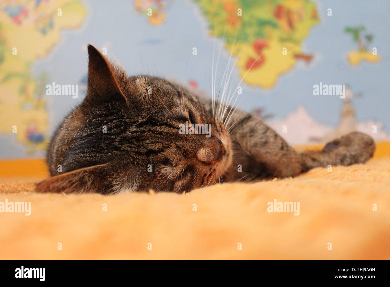 Schlafende Kätzchen auf orangefarbener Decke. Nahaufnahme und perspektivische Verknüpfung. Eine Weltkarte im Hintergrund. Stockfoto