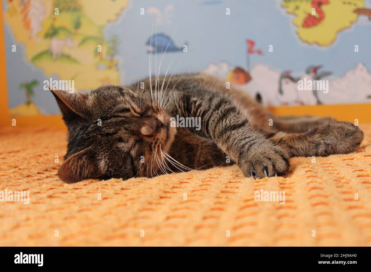 Schlafende Kätzchen auf orangefarbener Decke. Nahaufnahme und perspektivische Verknüpfung. Eine Weltkarte im Hintergrund. Stockfoto