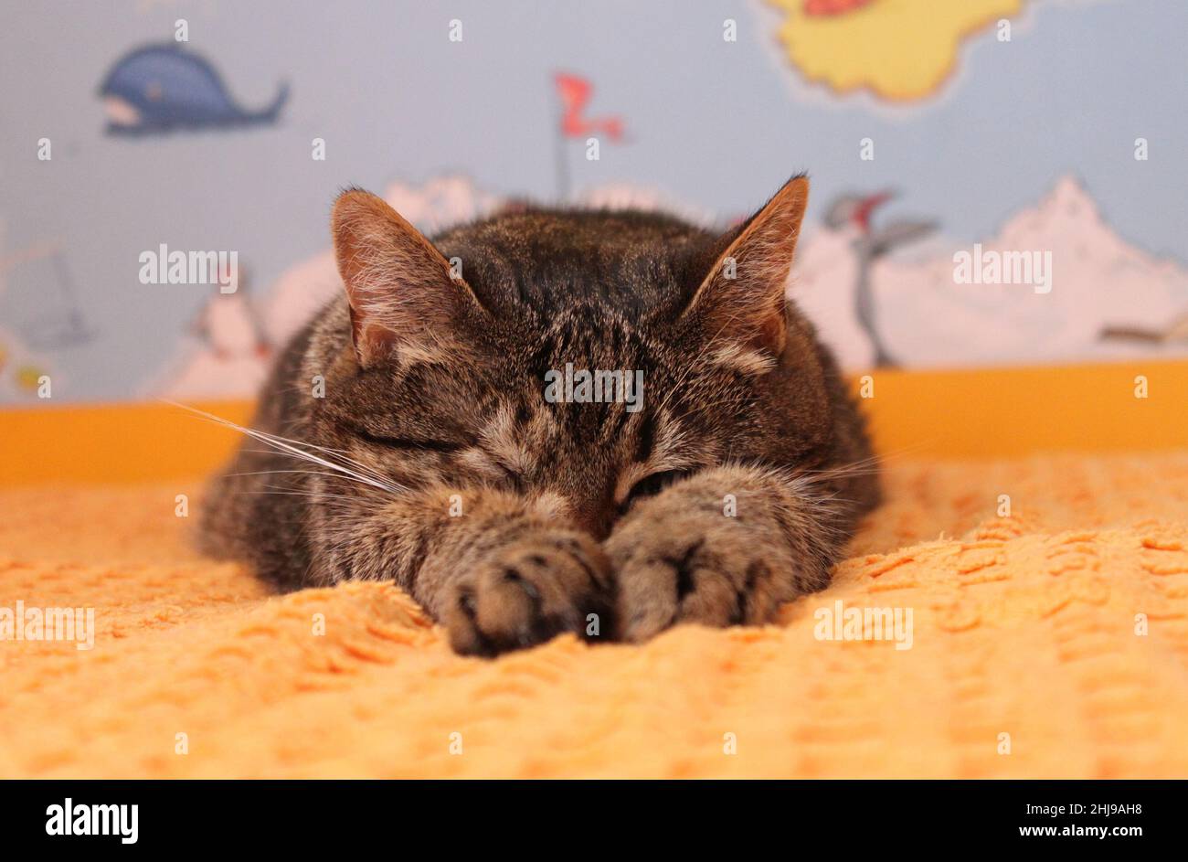 Schlafende Kätzchen auf orangefarbener Decke. Nahaufnahme und perspektivische Verknüpfung. Eine Weltkarte im Hintergrund. Stockfoto