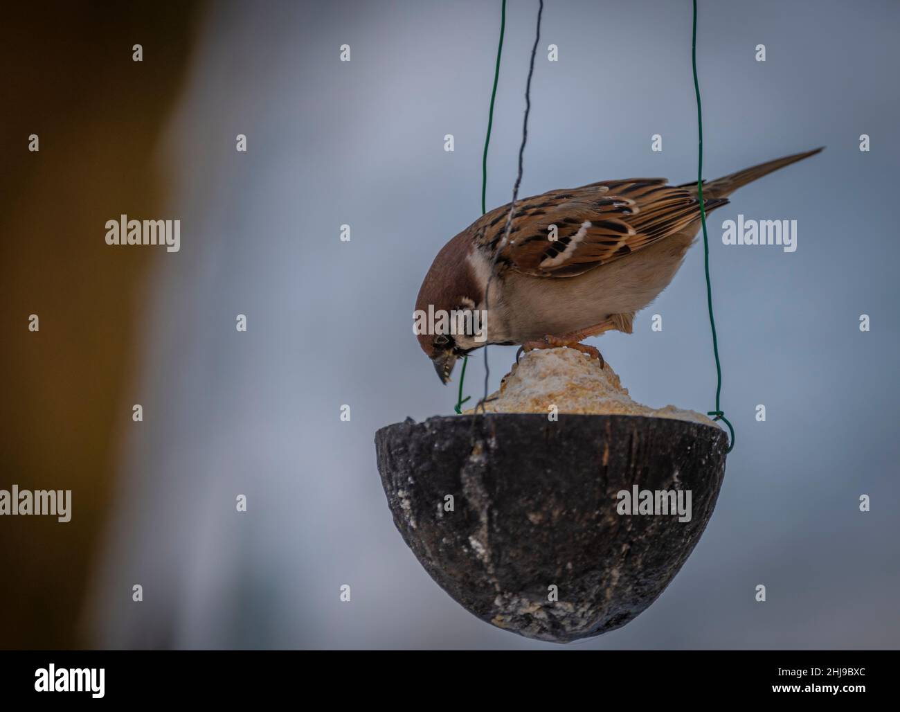 Sperling Vogel im kalten Winter bewölkt verschneiten Tag Stockfoto