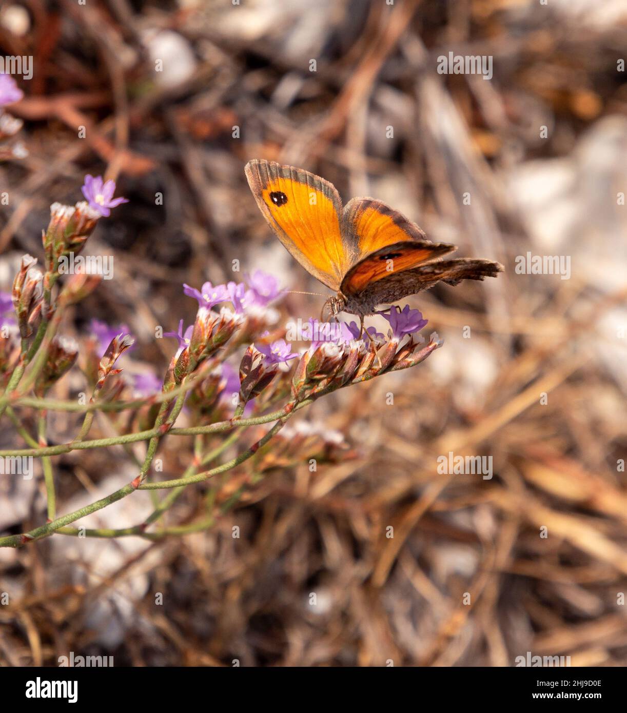 Makro eines weiblichen südlichen Torhüters (Pyronia cecilia) Schmetterlings mit verschwommenem Bokeh Hintergrund; pestizidfreies Umweltschutzkonzept Stockfoto
