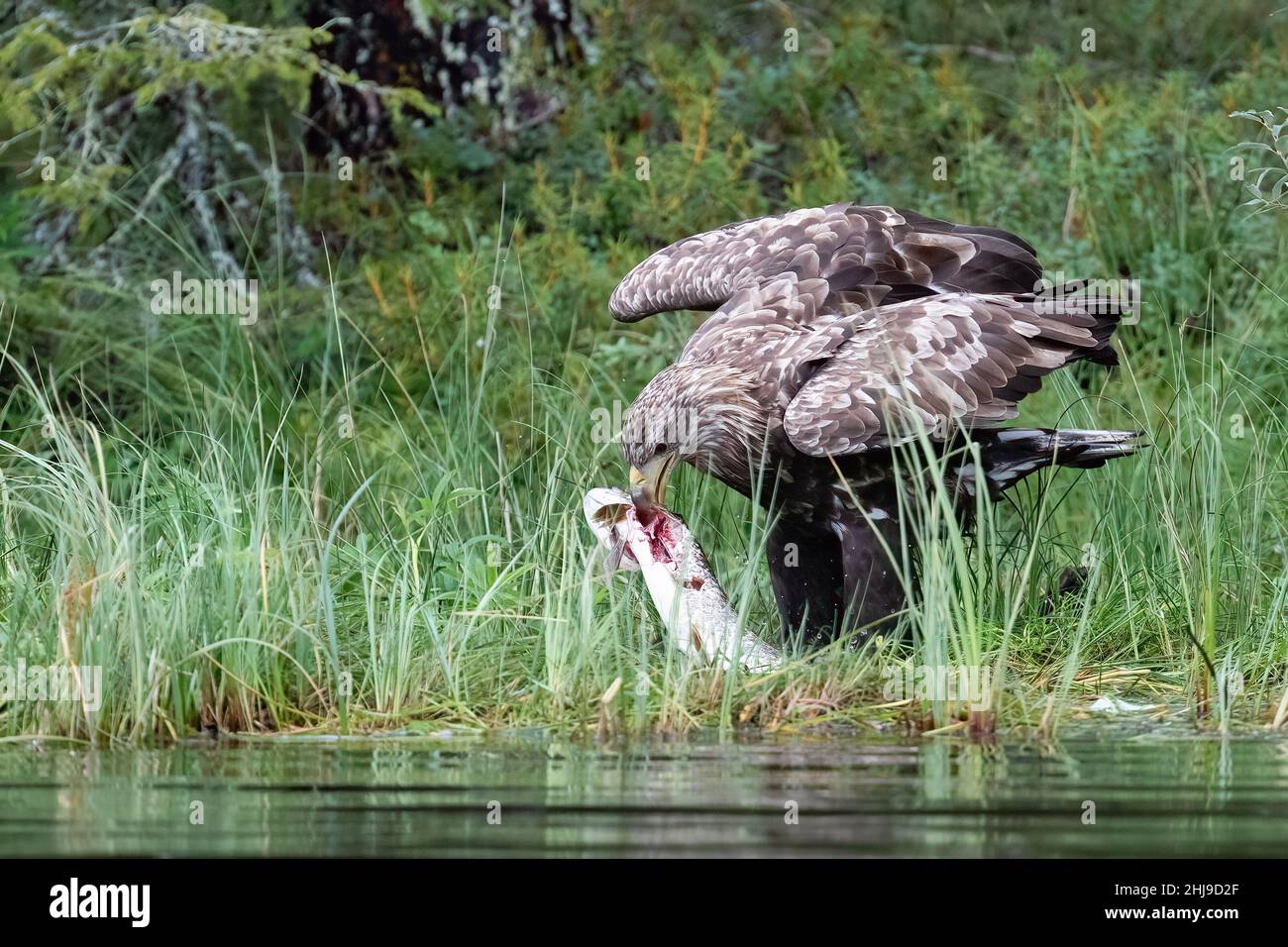 Seeadler Stockfoto