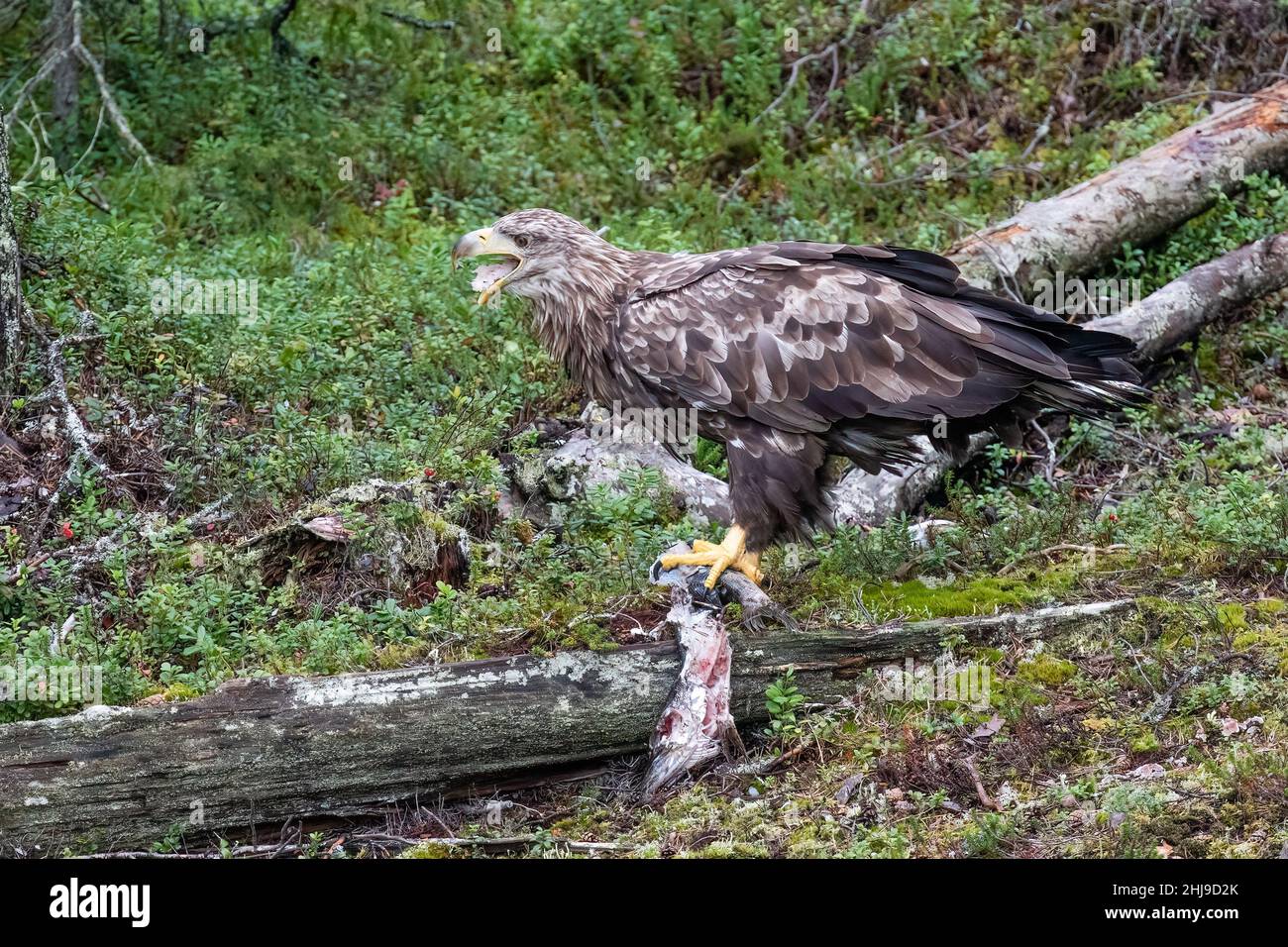 Seeadler Stockfoto