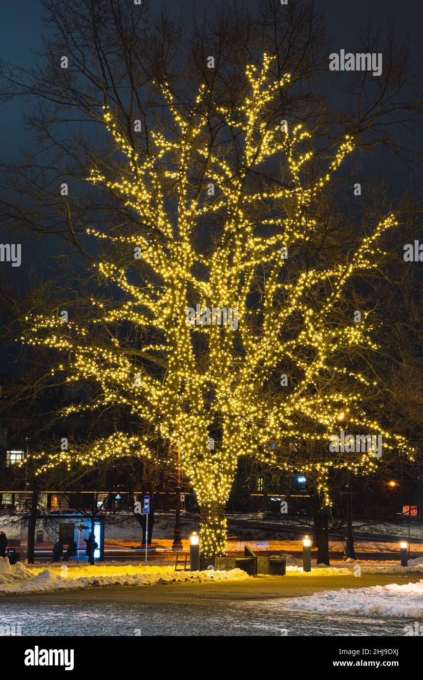Schöne große echte Zweige einer alten Eiche geschmückt und beleuchtet mit gelben Lichtern in einem Quadrat mit Schnee im Winter, vertikal Stockfoto