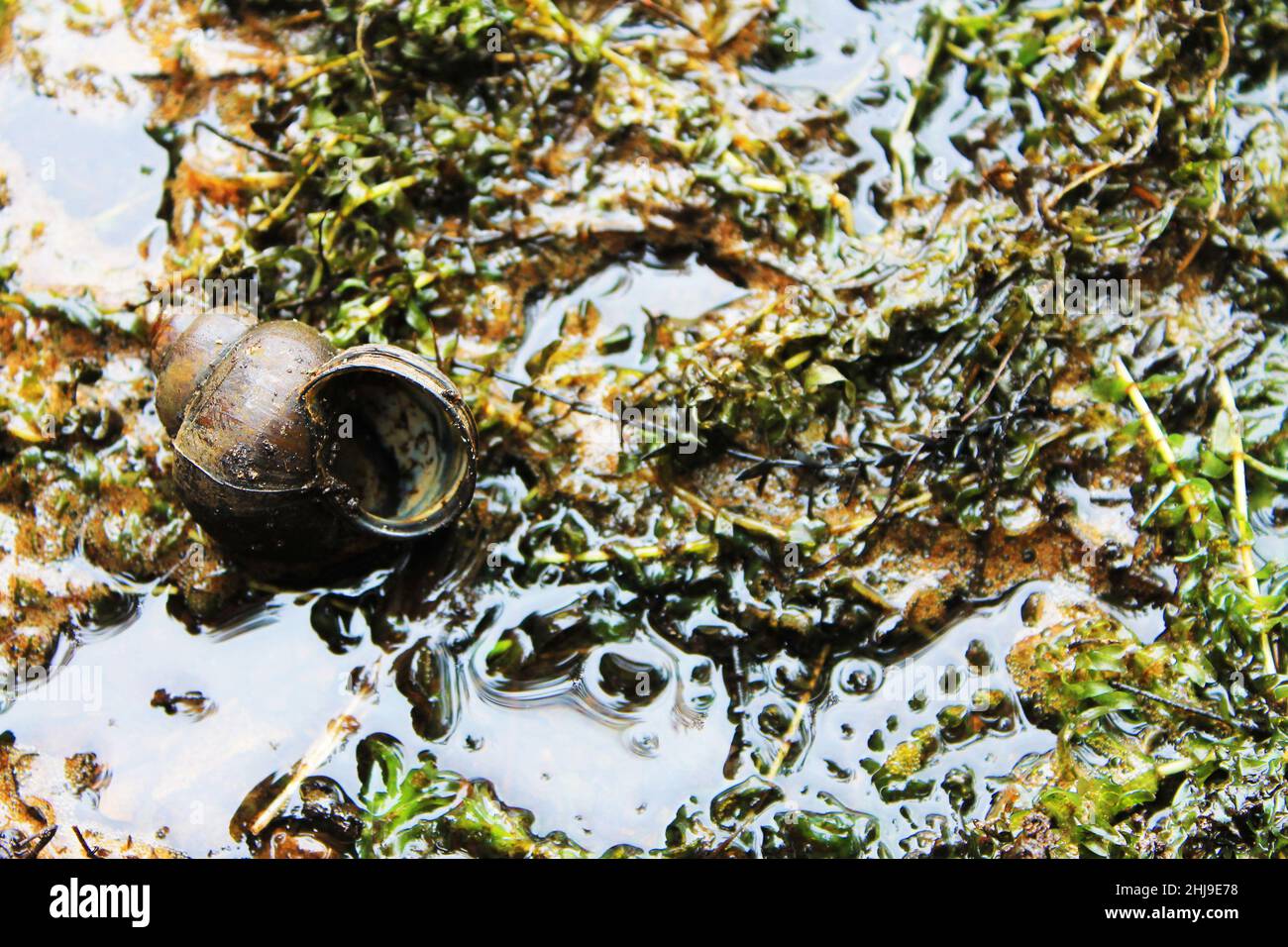 Nahaufnahme einer leeren Schneckenhülle im Wasser, Schlamm und Gras am Rand eines Teiches. Stockfoto