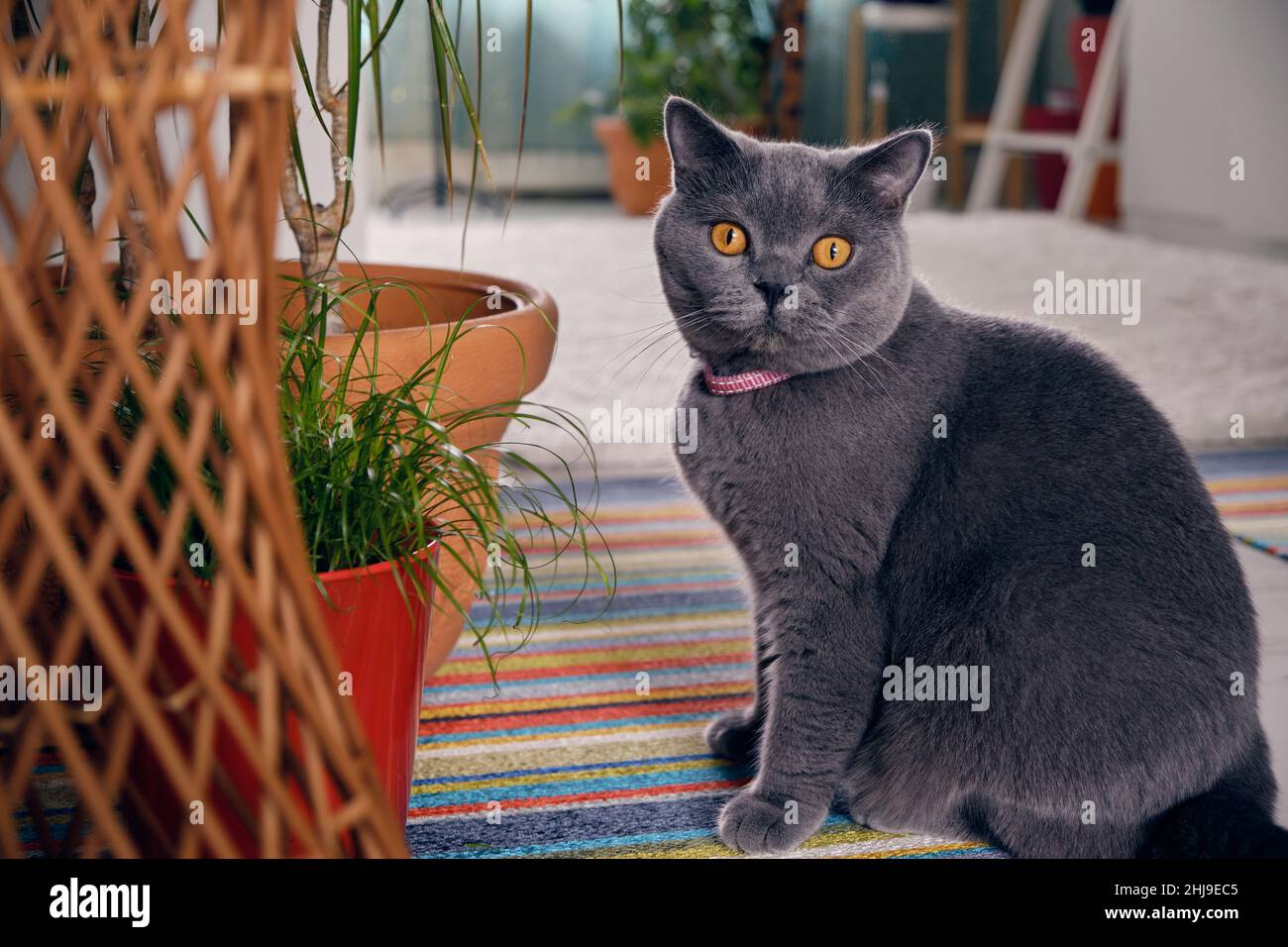 Eine wunderschöne britische Kurzhaar-Katze sitzt auf einem bunten Teppich und schaut auf die Kamera Stockfoto