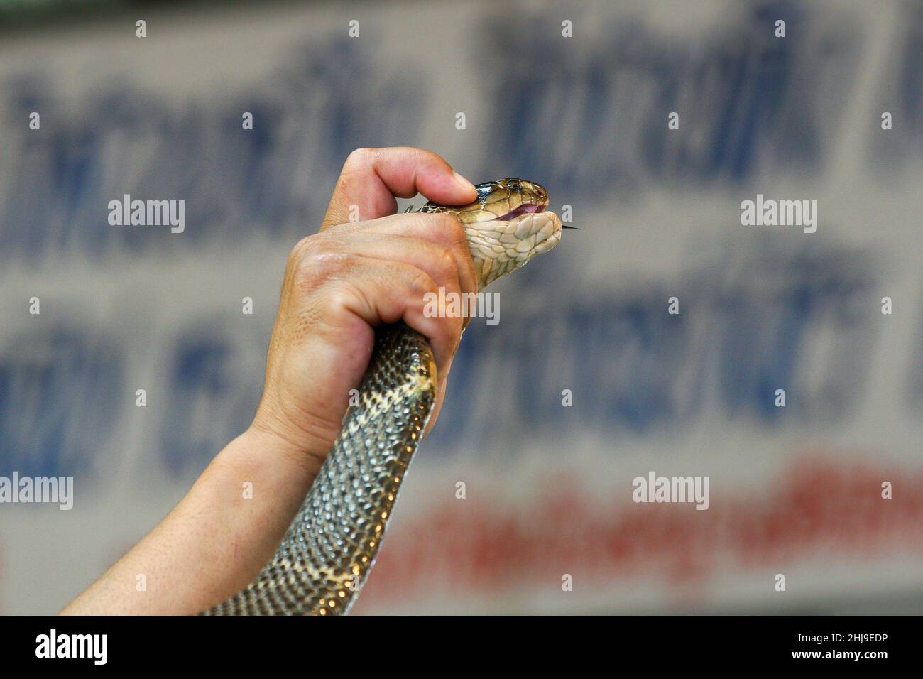 Eine Kobraschlange, die in einer Schlangenschau verwendet wird Stockfoto