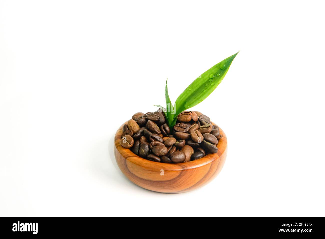 Bambus sprießt in einer Schüssel voller Kaffeebohnen Stockfoto