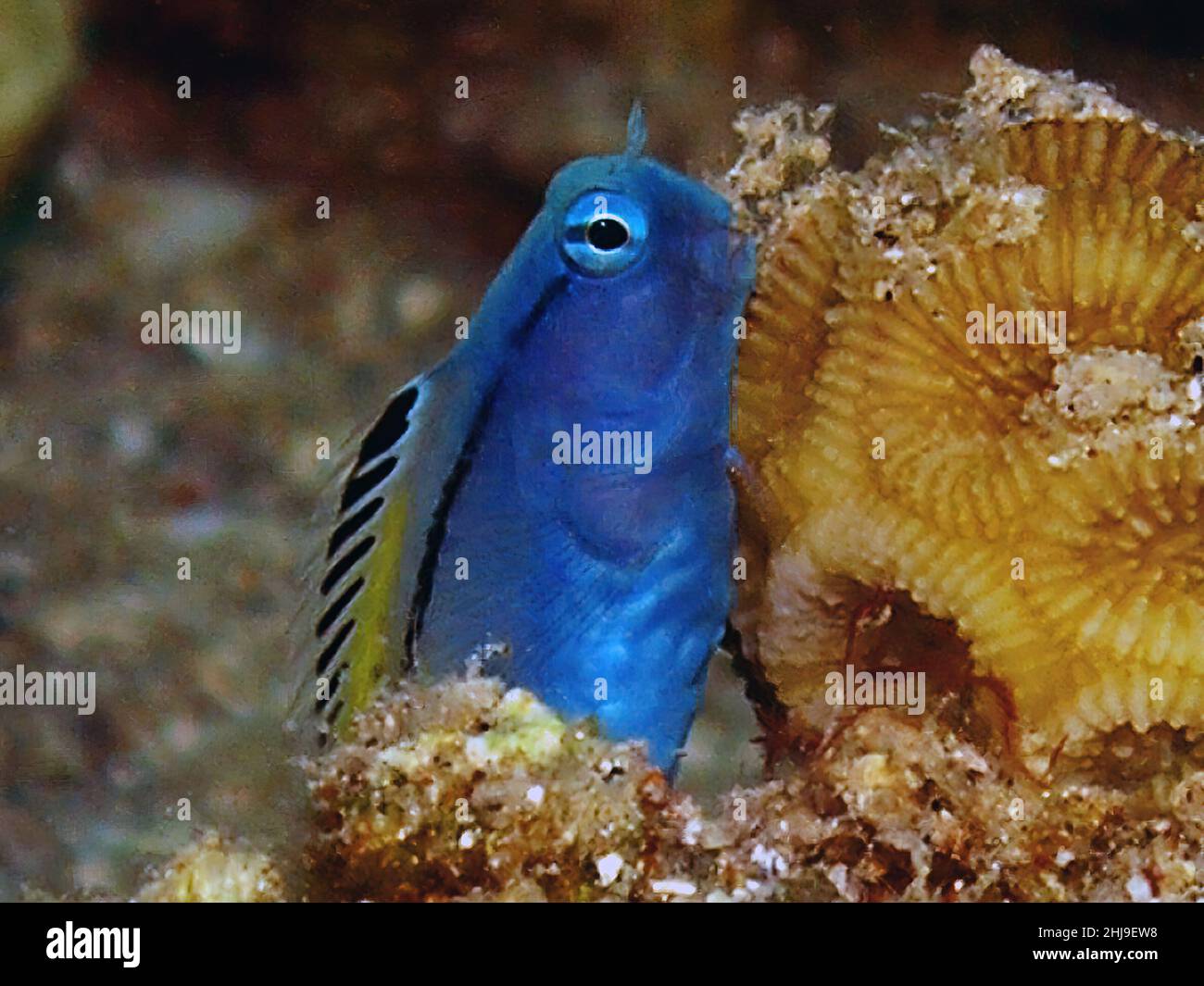 Rotes Meer imitiert Blenny (Ecsenius gravieri) in Ägypten Stockfoto