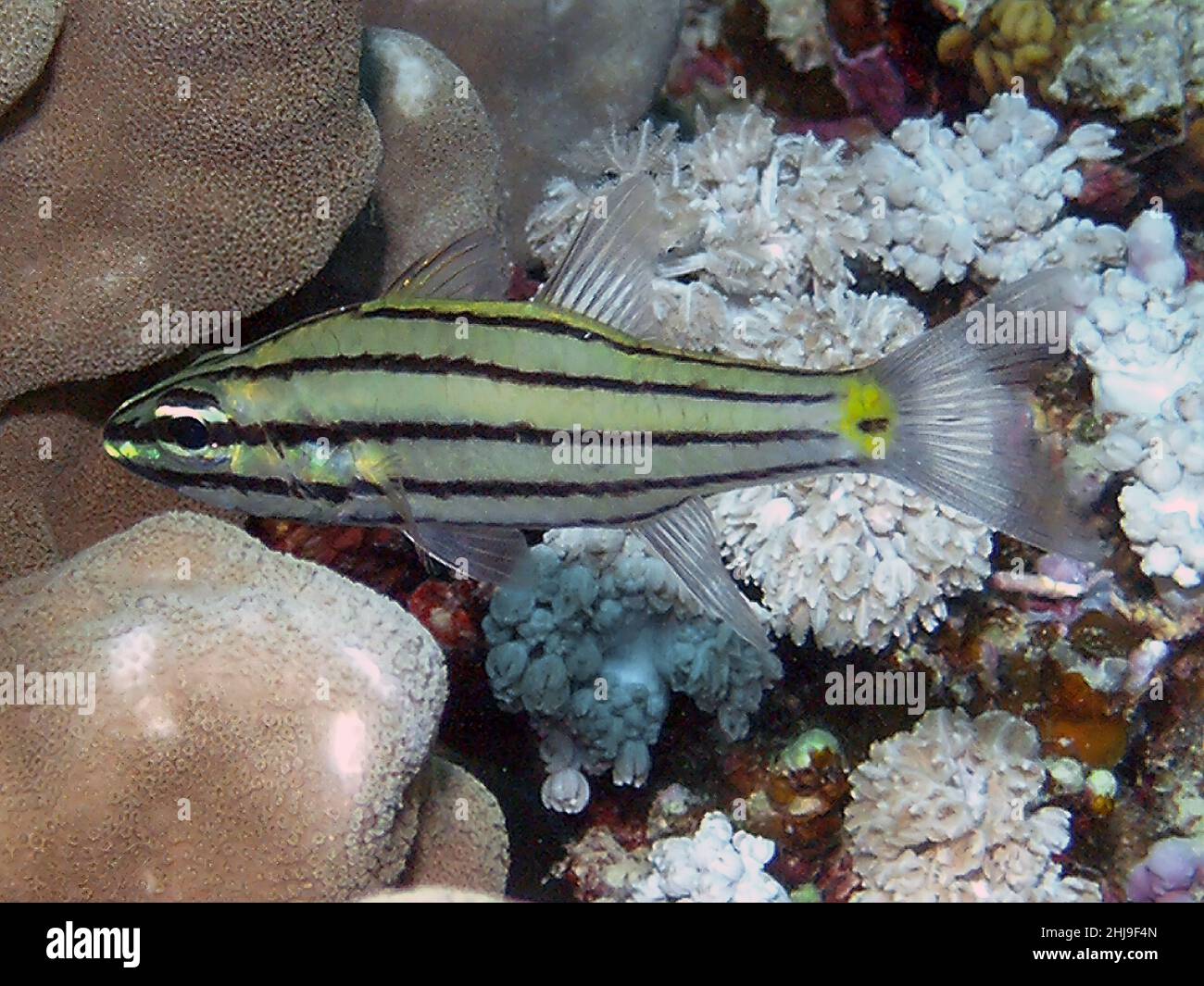 Ein Fiveline-Kardinalfisch (Cheilodipterus quinquelineatus) im Roten Meer, Ägypten Stockfoto