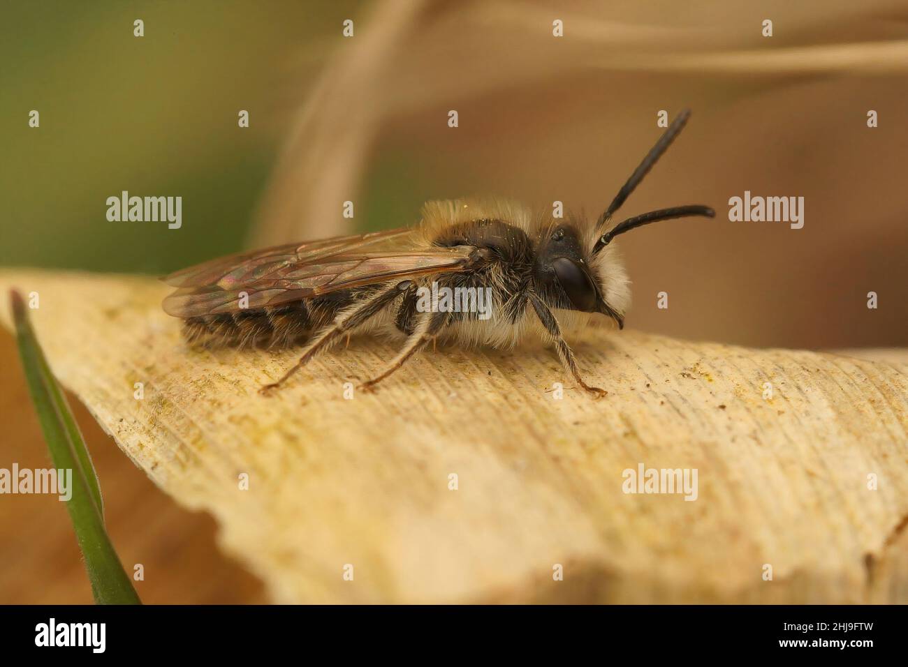 Nahaufnahme der Bergbaubiene eines männlichen Clarks, Andrena clarkella auf einem getrockneten Blatt Stockfoto