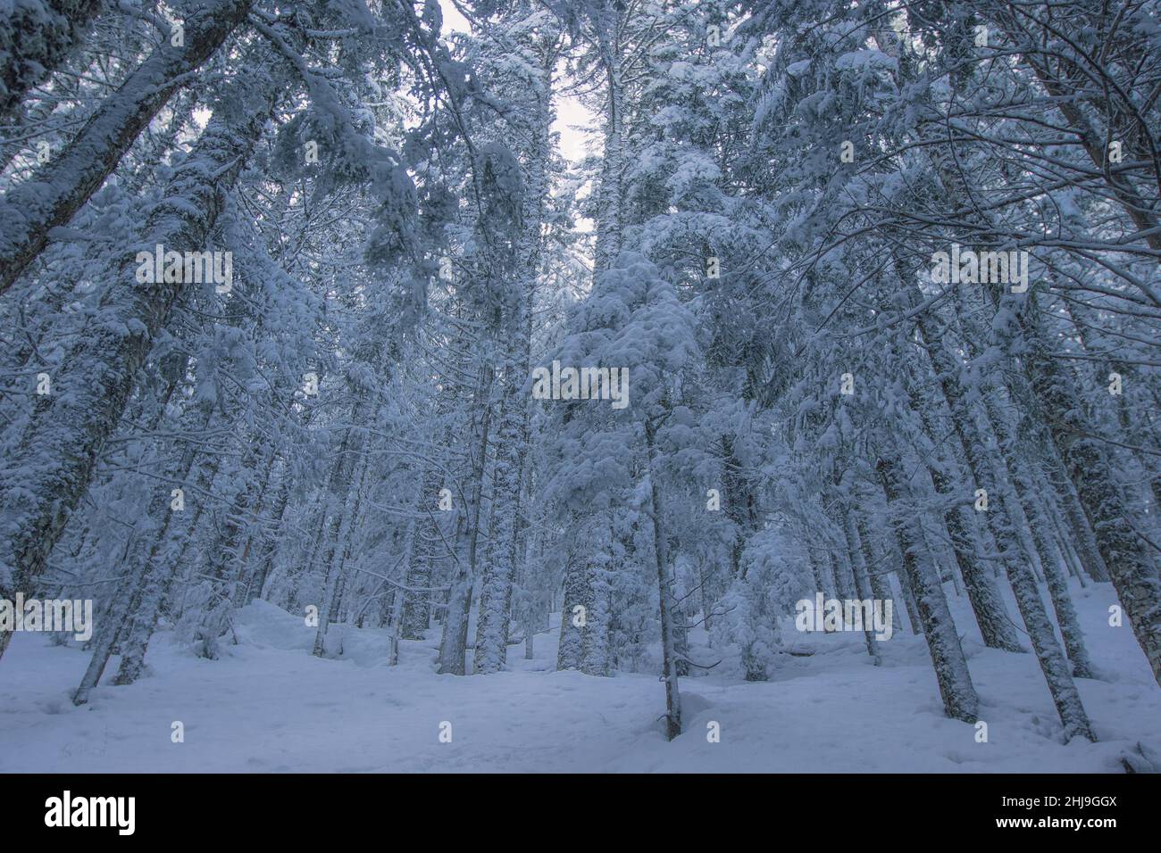 Wunderschöner Winterwald. Wald mit hohen Baumstämmchen und Schnee auf dem Boden. Sonniger Wintertag im Kiefernwald, abstrakter Hintergrund Stockfoto