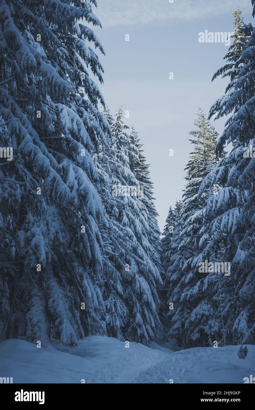 Pinien bedeckt mit Schnee an frostigen Tag. Spektakuläre weiße Pinien an einem frostigen Tag. Winter alpines Skigebiet. Bäume mit Schnee bedeckt Stockfoto