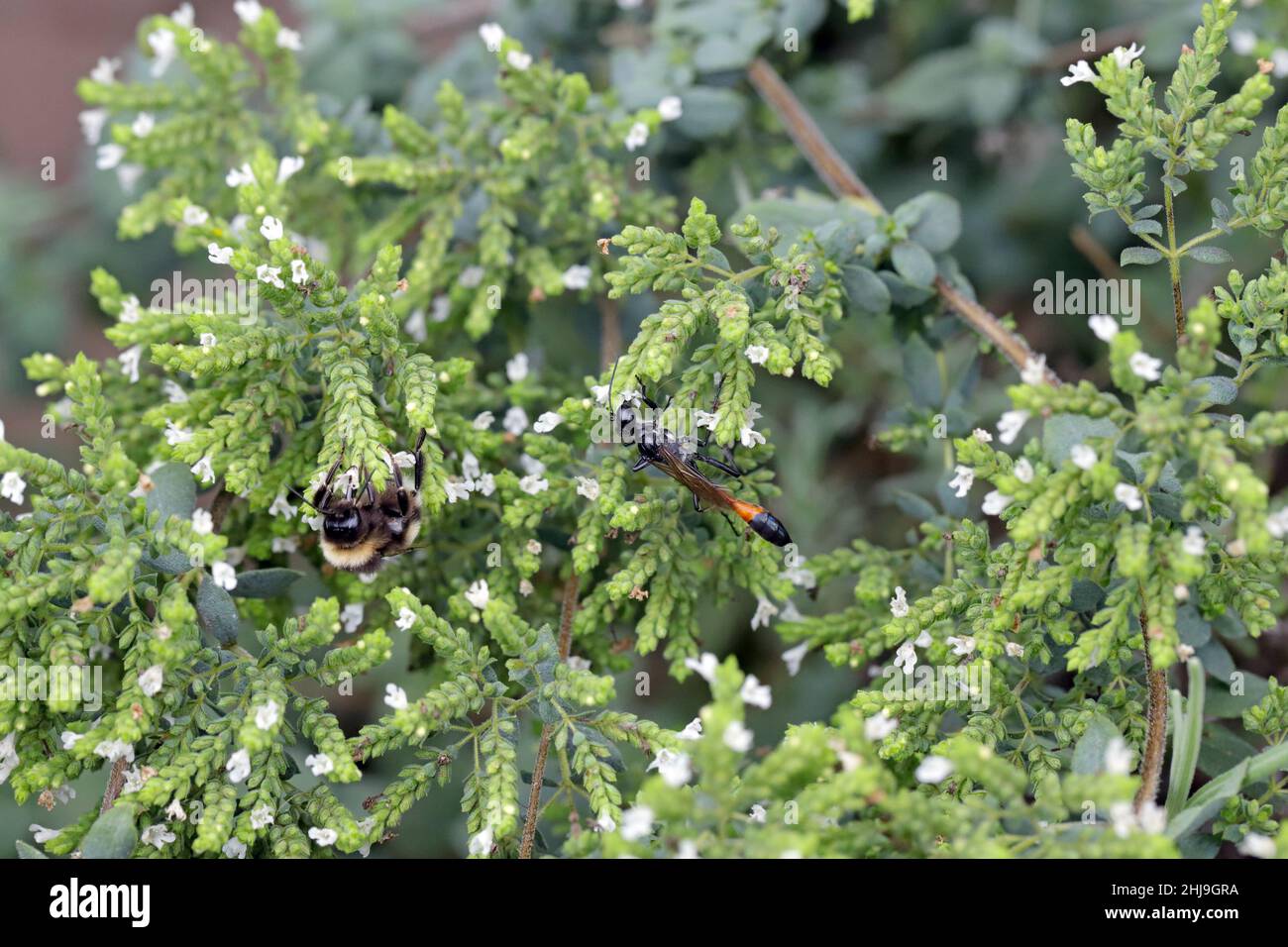 Wildbienen auf Ziergeheden und blühende Kräuter (griechischer Oregano) im Garten. Stockfoto