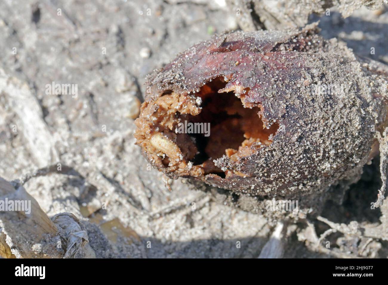 Zwiebel, die von Delia antiqua, allgemein bekannt als Zwiebelfliege und Eumerus strigatus oder kleine Zwiebelfliege, beschädigt wird, sind kosmopolitische Schädlinge von Pflanzen. Stockfoto