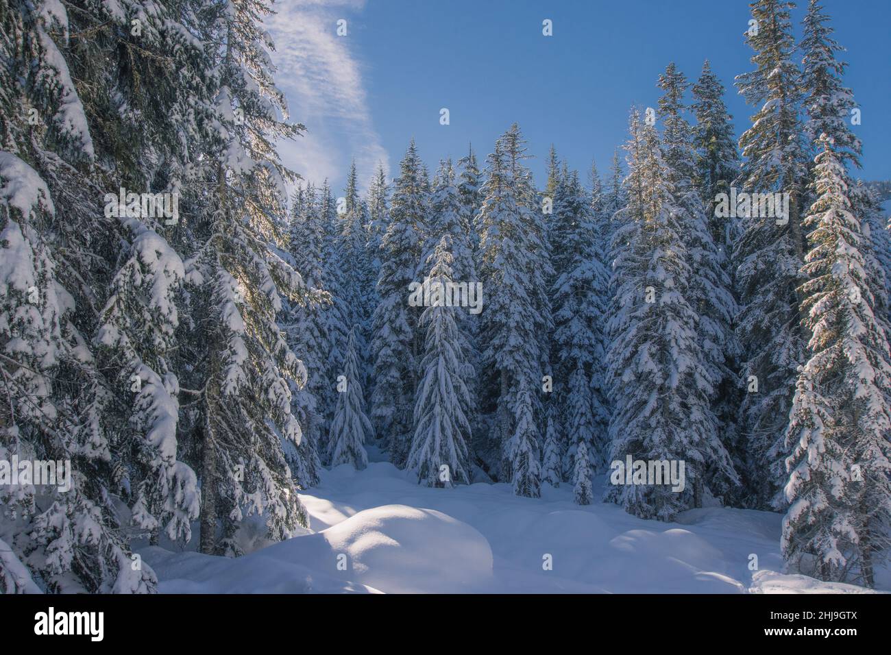 Pinien bedeckt mit Schnee an frostigen Tag. Spektakuläre weiße Pinien an einem frostigen Tag. Winter alpines Skigebiet. Bäume mit Schnee bedeckt Stockfoto