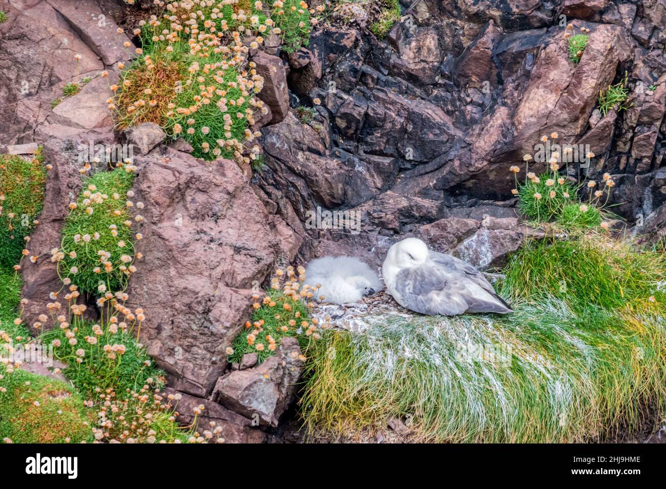 Fulmar, Fulmarus glacialis, Elternteil & Küken am Nestplatz auf Klippen, Eshaness in Northmavine auf dem Festland Shetland Stockfoto