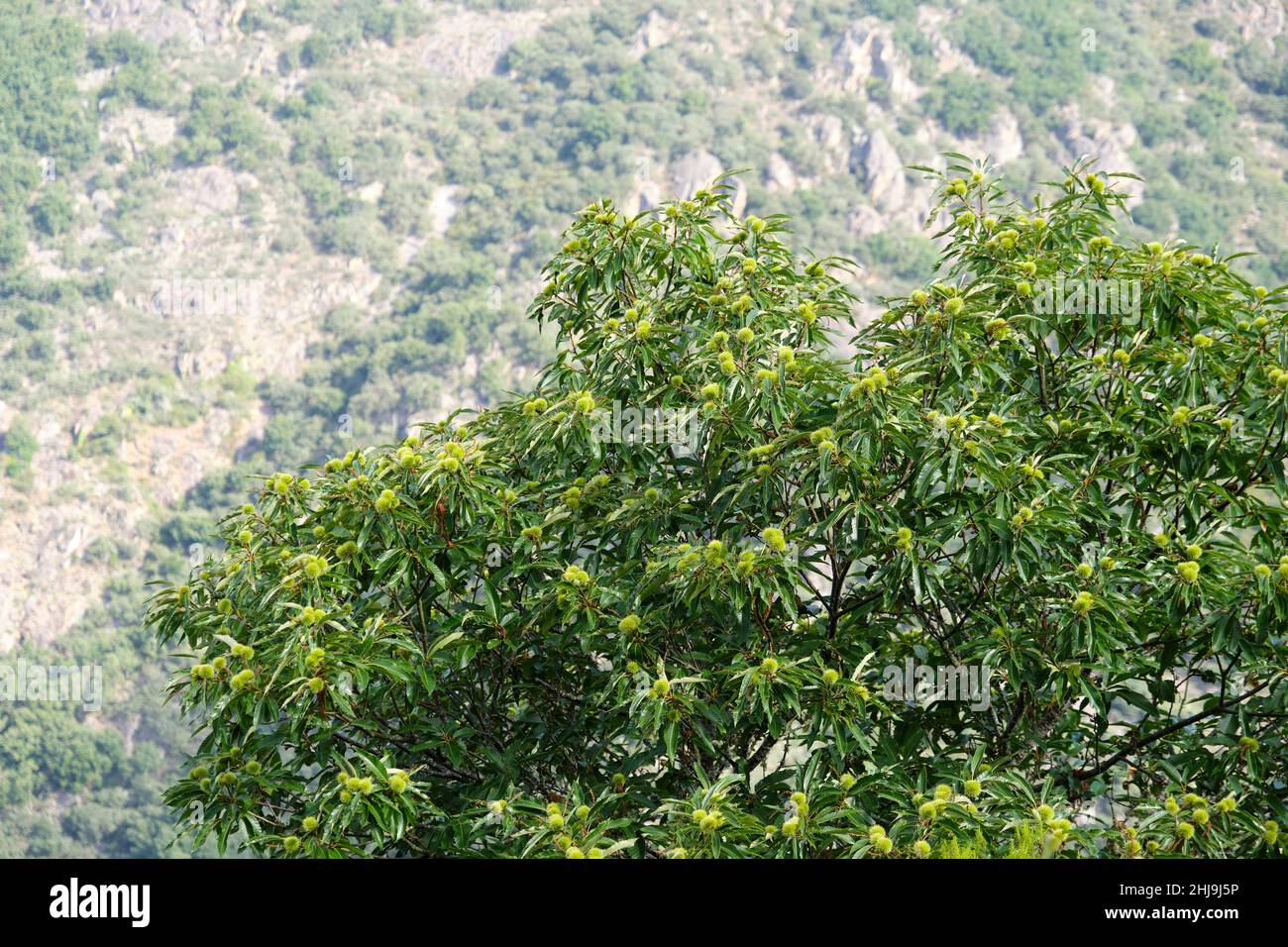 Kastanienbaum in Ribera Sacra, Galicien. Spanien Stockfoto