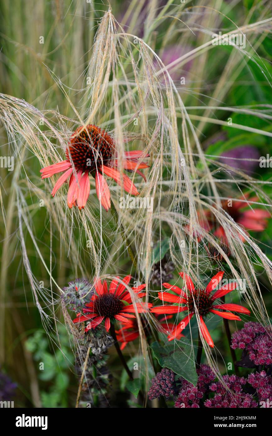 echinacea Tomatensuppe, Konelblüte, rote Blumen, rote scharlachrote Blumen, Konelblüte, Blüte, Stipa tenuissima Pony Endstücke, Gras, Gräser, Echinacea und Gräser, Stockfoto