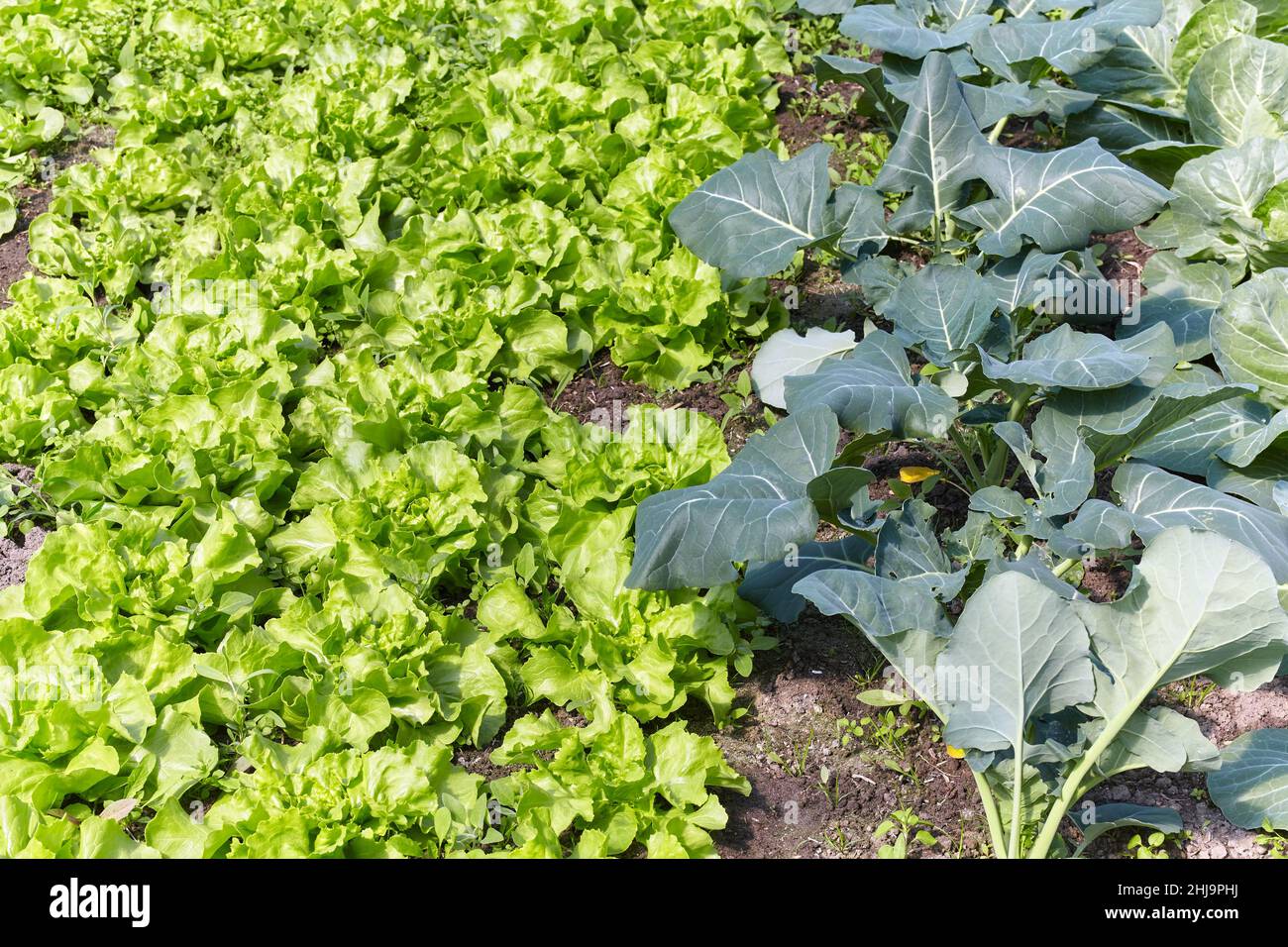 Bio-Grünblatt-Gemüseplantage, selektiver Fokus. Stockfoto