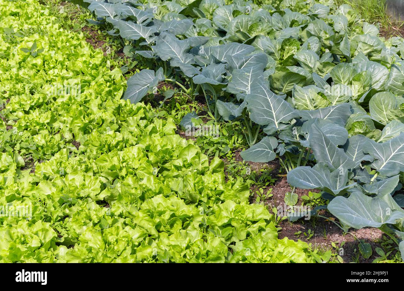 Bio-Grünblatt-Gemüseplantage, selektiver Fokus. Stockfoto