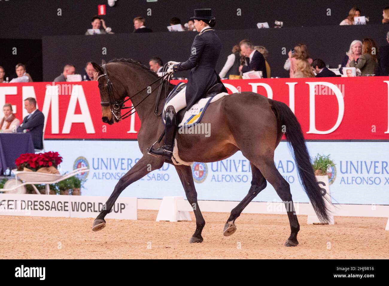 Inna Logutenkova & Fleraro UKR während der Longines FEI Weltmeisterschaft 2019 am 30 2019. November in Madrid, Spanien Stockfoto